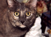 A cat; Actual size=240 pixels wide